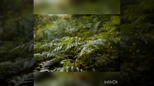 sounds of nature, birdsong, forest noise звуки природы, пение птиц, шум леса смотреть онлайн