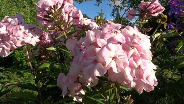 Флокс Цветущая Саккура ? обзор, описание, цветение, отзыв смотреть онлайн