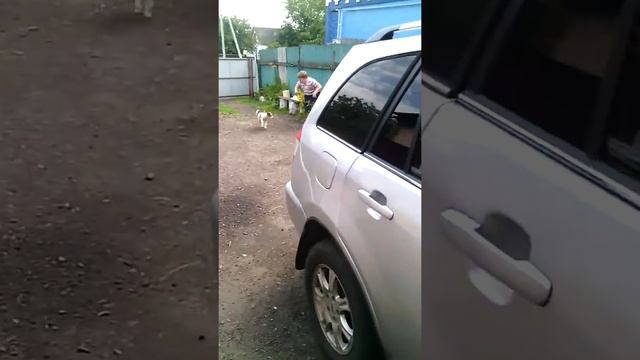 ШОК!1!! АКИО БРЕНДЕС БЕГАЕТ ПО ДАЧУ ОТ КОТА!1!!! смотреть онлайн