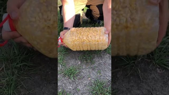 Пьяная кукуруза на карповых. #рыбалка#приманка#снасть#fish#fishing#youtube#shorts смотреть онлайн