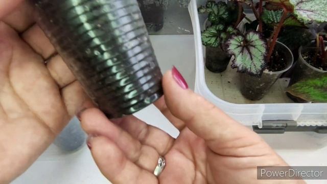 Цветочные будни, чем занят цветовод зимой, бегонии для продажи и для моей коллекции.