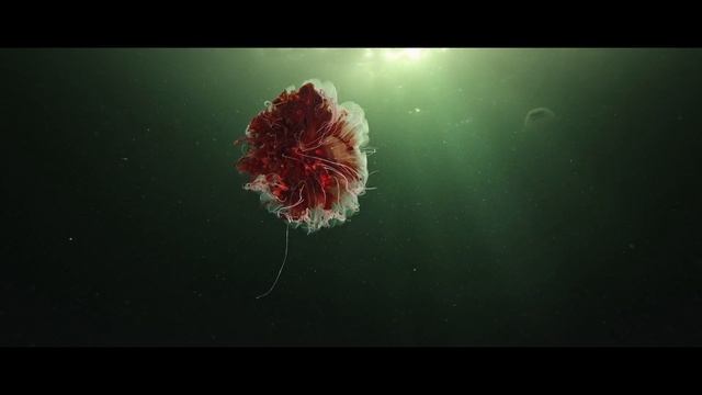 The White Sea - Aurelia aurita & Cyanea capillata смотреть онлайн
