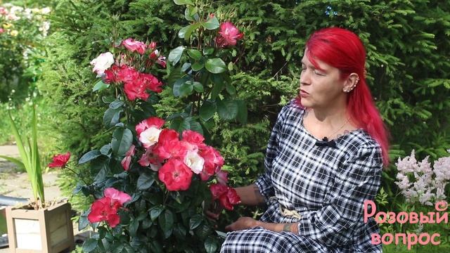 Роза Окки Ди Фата Первое цветение смотреть онлайн