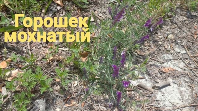 Степные цветы смотреть онлайн