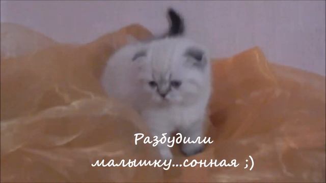 Котята скотиш фолд , колор пойнт окрас , 40 дней смотреть онлайн