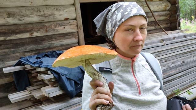 Экспедиция в урочище Заволочье, Архангельская обл. Плесецкий район 2021. (Полная версия) Часть 4.