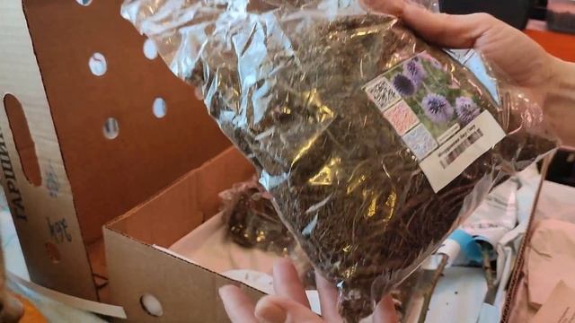 Распаковка посылочки с растениями из ГАРШИНКИ с участием БУСИ??? смотреть онлайн