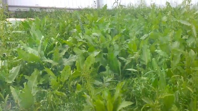 горение пропана в траве смотреть онлайн