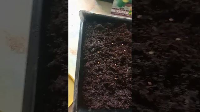 Посев баклажан ? Сорт крупный "Санчо Панса" смотреть онлайн