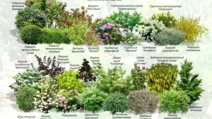 МИКСБОРДЕР из Хвойных и Декоративно лиственных растений и Цветов / Ассортимент и Схемы посадки