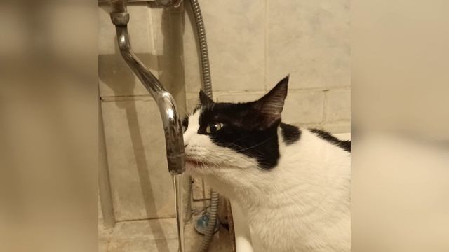 НЮРА ПЬЕТ.mp4 смотреть онлайн