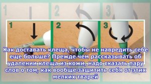 Как правильно удалить клеща