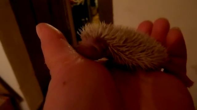 Карликовый африканский Еж. Малыш. смотреть онлайн