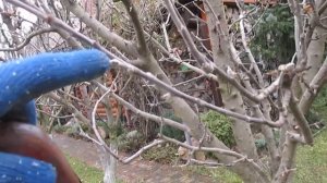 ОБРЕЗКА ЯБЛОНИ ПИРАМИДАЛЬНОЙ ФОРМЫ.