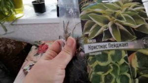 Мои новые приобретения хоста астильба климатис