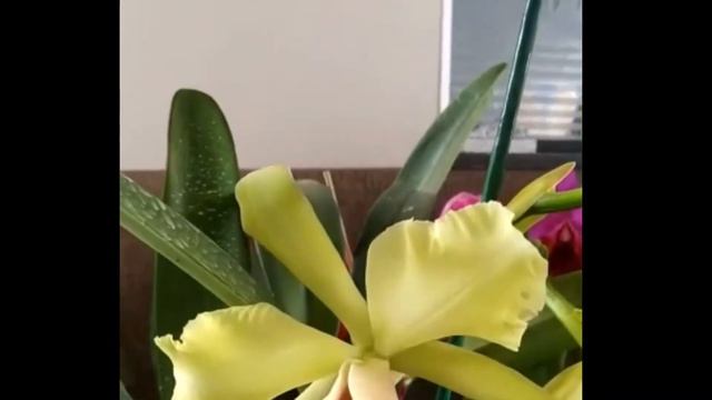 Orquidea Cattleya Helen Brawn linda de mais смотреть онлайн