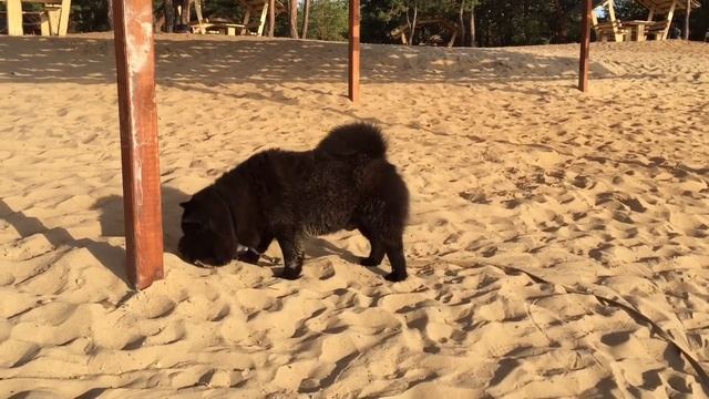 Visiting the magical beach of Varadero На чудесном пляже Варадеро смотреть онлайн
