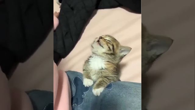 Засыпааа... смотреть онлайн