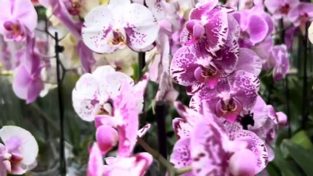 Обзор Орхидей и новое средство для защиты