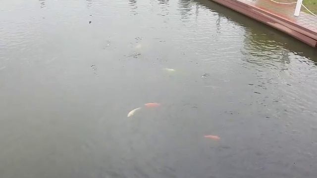 Сколько стоит отдых в Сочи в 2018/Доступный отдых в Сочи смотреть онлайн