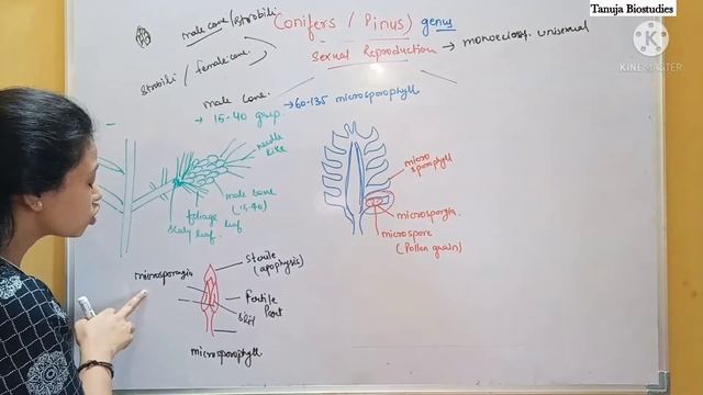 Gymnosperms - Conifers (Pinus) | Characteristics & Life Cycle | Ch-3 Plant Kingdom |Class 11 Biolog смотреть онлайн