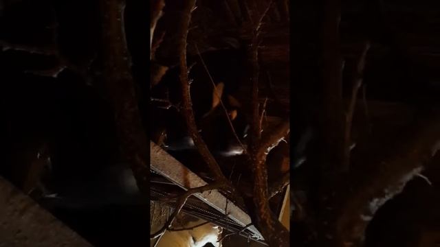 Кормление коз зимой ветками деревьев смотреть онлайн