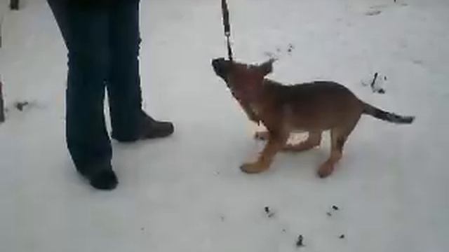 тайга игра смотреть онлайн