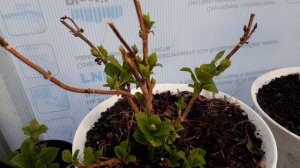 Гортензия  крупнолистная в марте.