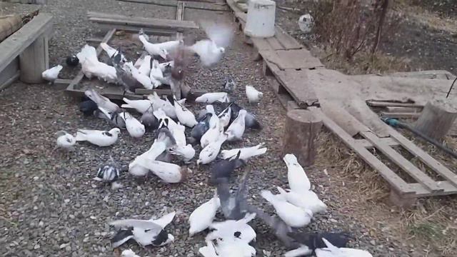 #Astrakhan #Pigeon Курские голуби Сергея в Астрахани! 16.11.19г смотреть онлайн