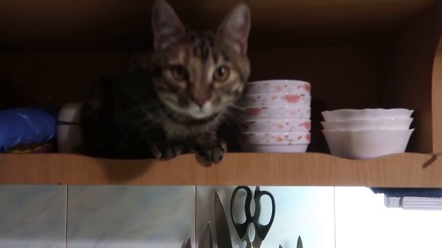 VLOG Воздушная тревога, а у меня пельмени в процессе смотреть онлайн