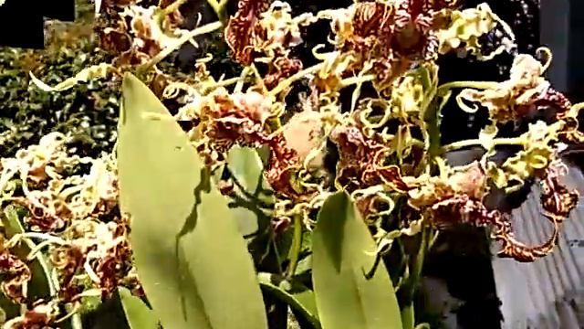 Dendrobium Spectabile