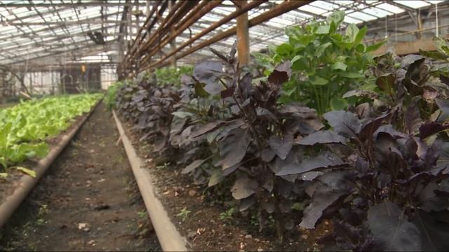 Экзотическая зелень: как выбрать смотреть онлайн