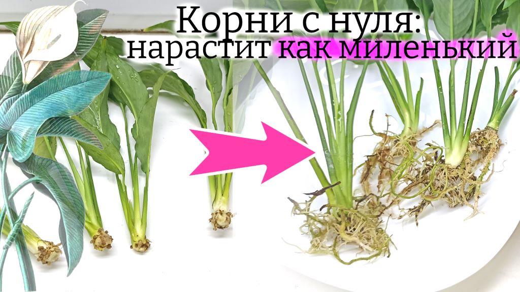 Как спасти спатифиллум без корней (и без листьев): быстро НАРАСТИЛ корни заново. Показываю пошагово смотреть онлайн