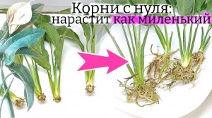 Как спасти спатифиллум без корней (и без листьев): быстро НАРАСТИЛ корни заново. Показываю пошагово