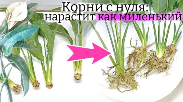 Как спасти спатифиллум без корней (и без листьев): быстро НАРАСТИЛ корни заново. Показываю пошагово