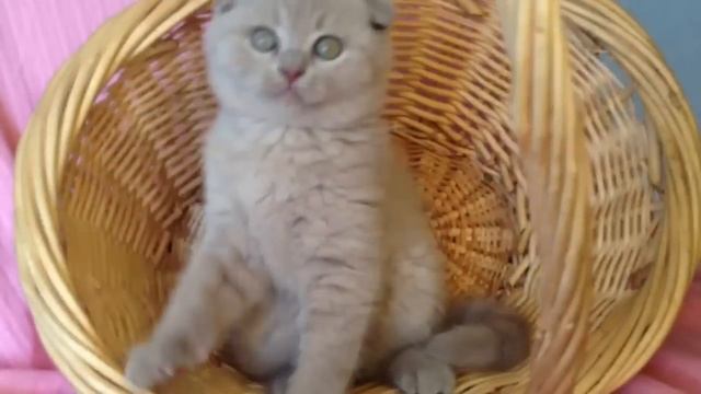 Шотландский вислоухий лиловый котик смотреть онлайн