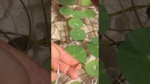 Кокос пророс дома. Пальма кокосовая