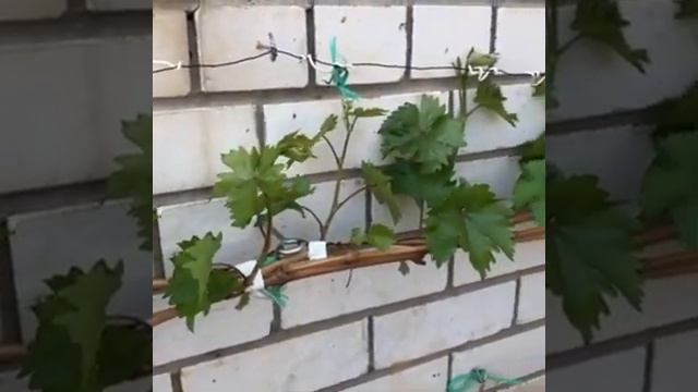 Виноград Красотка. Формировка куста. ?#Вадим_Жилин. Виноград в Подмосковье смотреть онлайн