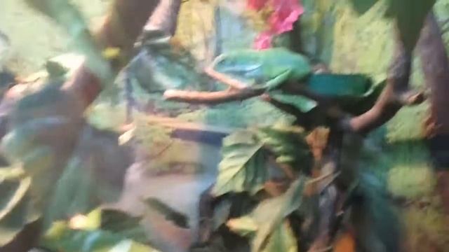 Фиджийская игуана смотреть онлайн