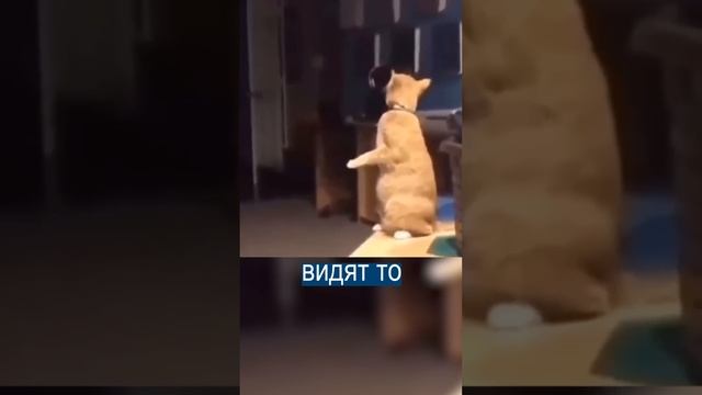 Странное поведение кота после смерти собаки - лучшего друга смотреть онлайн