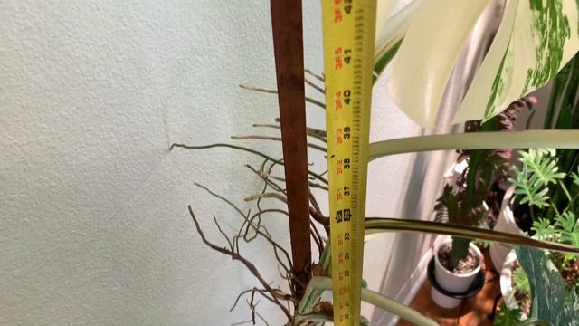 Monstera Albo 🌿 Update | A girl with a garden смотреть онлайн