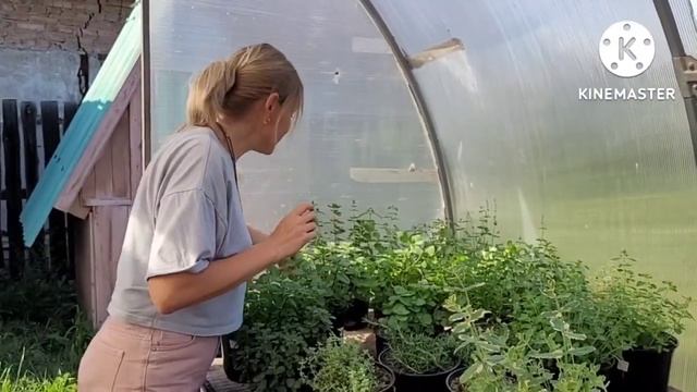 Сорта МЯТЫ наглядно и подробно от Ани, черенки мяты заказы (923)214-67-20 Вотсапп смотреть онлайн