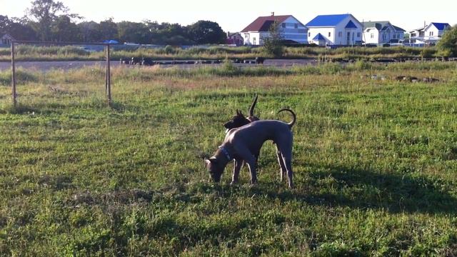 Тайский риджбек ДамДам и её сын Aватар