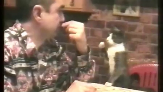 Ужин с котом смотреть онлайн