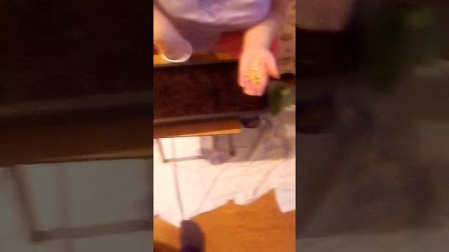 Посев гладиолусов (деток) смотреть онлайн