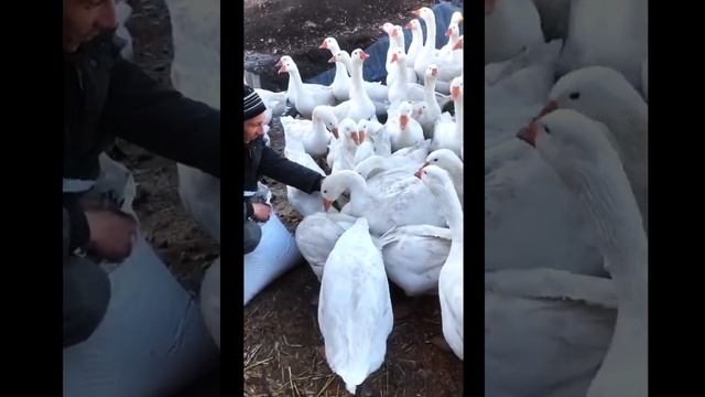 Кормим с рук гусей МАМУТОВ!) #short смотреть онлайн
