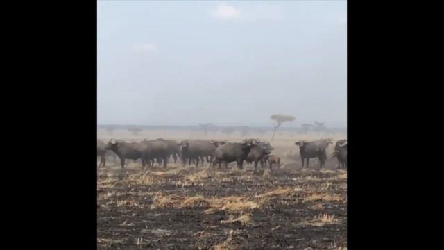 Buffalos incredible strategy in the face of danger смотреть онлайн