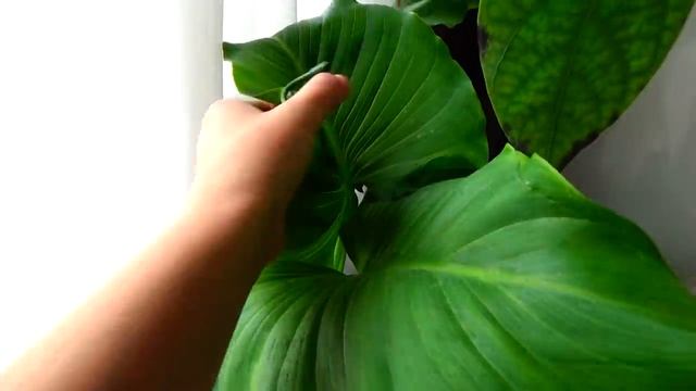 ВЛОГ?♂️ЗА 2 ДНЯ ВСЕ ОШТУКАТУРЕНО/ОТКОСЫ ГОТОВЫ /?РЕЦЕПТЫ?БАНАНОВАЯ ВОДА ДЛЯ РАСТЕНИЙ?FIXPRICE смотреть онлайн