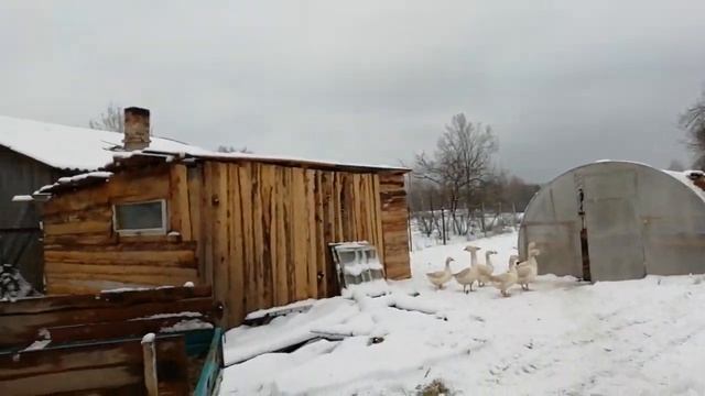 Муж пилит горбыль. Набор продуктов из Мартина на 38 рублей.Нажарила котлет смотреть онлайн