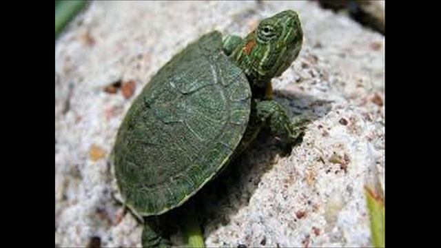 Уход за красноухой черепахой Водный питомец и как за ним ухаживать смотреть онлайн